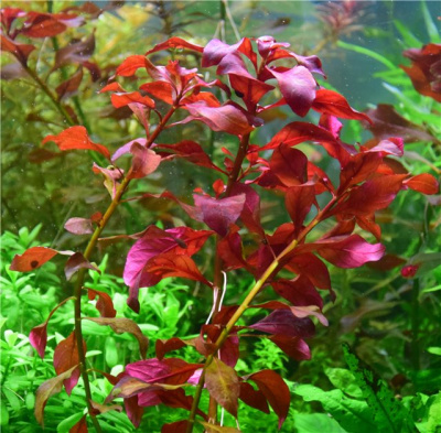 Людвигия Круглолистная, шт